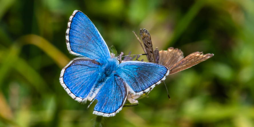 papillon Bel-Argus mâle au premier plan, Bel-Argus femelle en arrière-plan